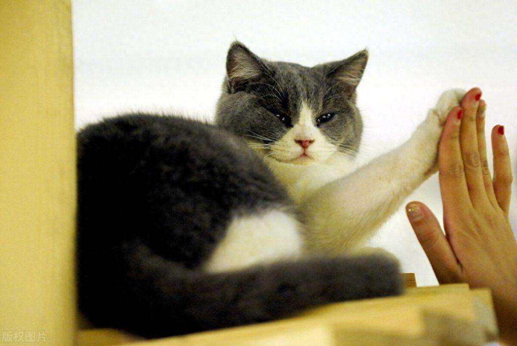 猫不吃东西还呕吐是什么原因?(猫不吃东西没精神怎么回事) 猫不吃东西还呕吐是什么原因?(猫不吃东西没精神怎么回事)
