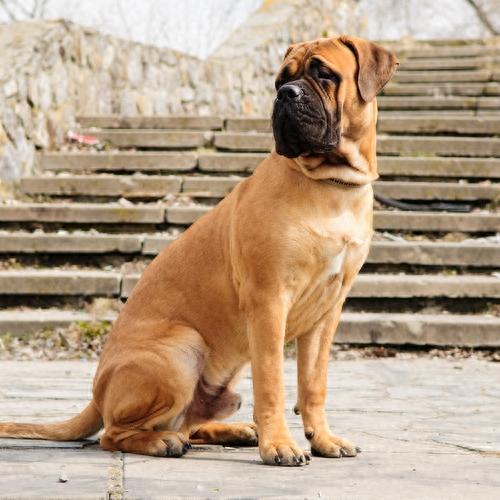 10种温柔的大型犬，健壮的身躯里面，潜藏着柔软的心灵（体型很大很温顺的狗）