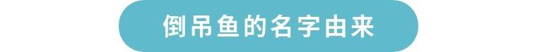 倒吊鱼这么蠢的名字到底是谁起的?难道里面另有玄机?(倒吊鱼种类) 倒吊鱼这么蠢的名字到底是谁起的?难道里面另有玄机?(倒吊鱼种类)