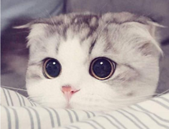 猫界“最漂亮”的6种猫,让人赏心悦目眼睛一亮,你觉得谁第一?(最漂亮的十种猫和狗) 猫界“最漂亮”的6种猫,让人赏心悦目眼睛一亮,你觉得谁第一?(最漂亮的十种猫和狗)