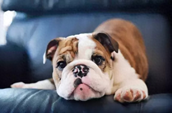 不养“英国斗牛犬”的人,根本不知道这几大好处(不养英国斗牛犬的理由) 不养“英国斗牛犬”的人,根本不知道这几大好处(不养英国斗牛犬的理由)