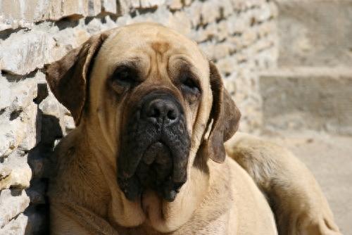 10种温柔的大型犬，健壮的身躯里面，潜藏着柔软的心灵（体型很大很温顺的狗）