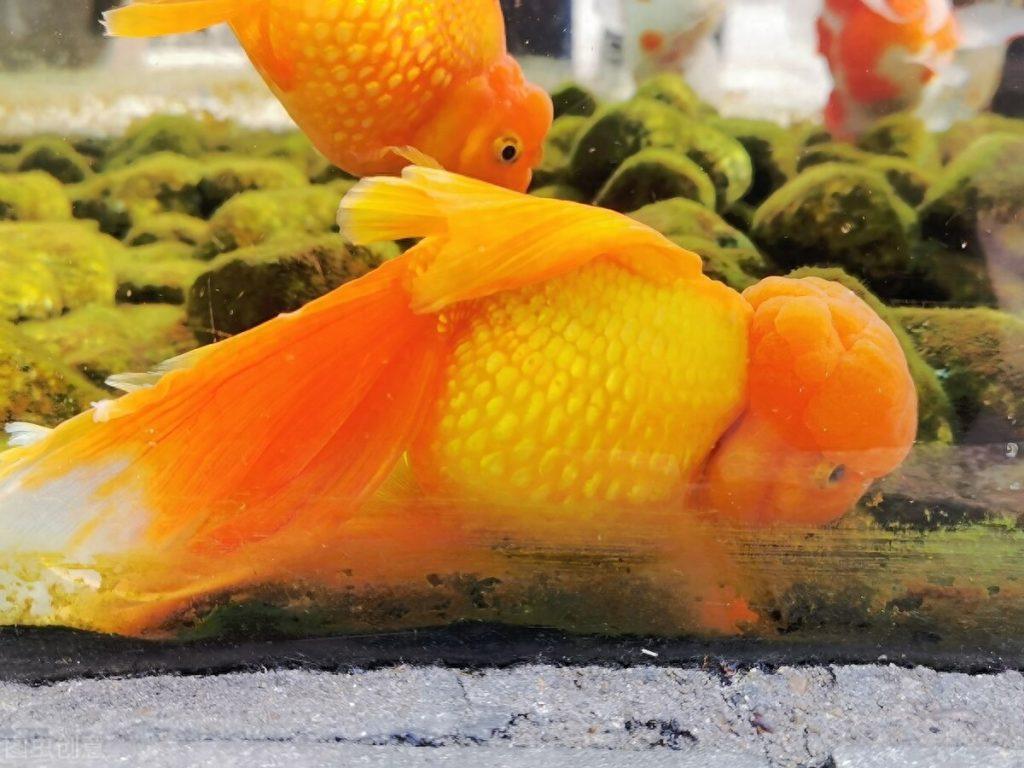 金鱼种类（十大最好养的金鱼）