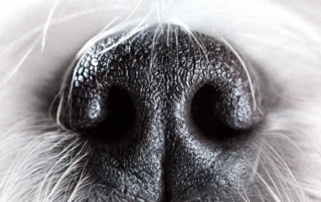 选猎犬的方法：瓦盖鼻，花舌头，中间尾（瓦盖鼻图片）
