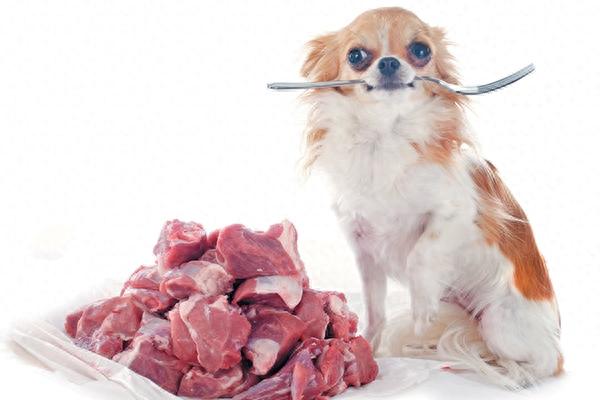 狗狗适合吃生食吗？这样的喂食方法有什么好处和坏处？（狗狗能吃生的）