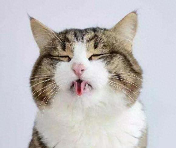 猫咪一张嘴,却散发出一阵难闻的异味,该如何告别口臭困扰?(猫咪张嘴有口臭怎么回事) 猫咪一张嘴,却散发出一阵难闻的异味,该如何告别口臭困扰?(猫咪张嘴有口臭怎么回事)