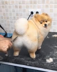 带狗狗剪毛,电剪和手剪有什么区别?只是价钱区别吗?(狗狗剪毛剪刀品牌) 带狗狗剪毛,电剪和手剪有什么区别?只是价钱区别吗?(狗狗剪毛剪刀品牌)