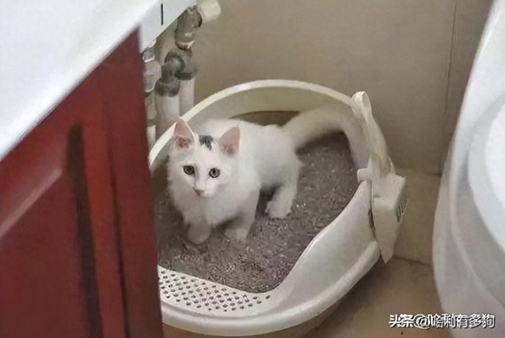 一个月的小猫怎么训练大小便?(猫咪只尿不拉4天了) 一个月的小猫怎么训练大小便?(猫咪只尿不拉4天了)