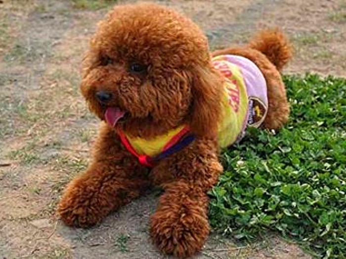 泰迪出现以下六种情况时,铲屎官需格外注意,谨防爱犬生病(泰迪反常是什么原因) 泰迪出现以下六种情况时,铲屎官需格外注意,谨防爱犬生病(泰迪反常是什么原因)