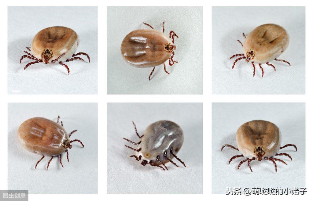 家庭养狗有哪些必备的药品,你家都备了吗?(养狗狗家里需要常备哪些药) 家庭养狗有哪些必备的药品,你家都备了吗?(养狗狗家里需要常备哪些药)