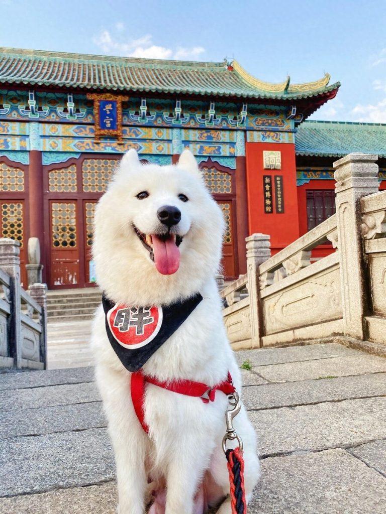 萨摩耶呕吐的6个原因,不论大小,主人都要注意了(萨摩耶呕吐白色液体怎么办) 萨摩耶呕吐的6个原因,不论大小,主人都要注意了(萨摩耶呕吐白色液体怎么办)