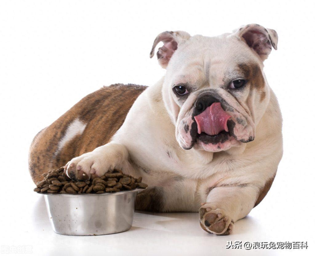 怎样配制成年狗食物？教你为你的狗子配置完美营养套餐（狗食物配比）