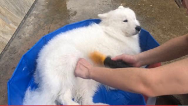 怎么给萨摩耶洗澡?给萨摩耶洗澡的方法和注意事项(在家给萨摩耶洗澡的方法图片) 怎么给萨摩耶洗澡?给萨摩耶洗澡的方法和注意事项(在家给萨摩耶洗澡的方法图片)
