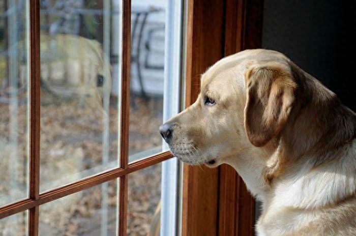 为什么狗狗能准时在门口迎接主人？其实是有这些因素（狗喜欢在我家门口拉屎）