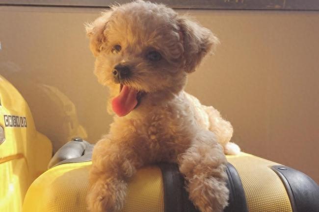 泰迪犬上吐下泻是怎么回事?千万不要大意,可能是这些因素导致的(泰迪上吐下泻吃什么药) 泰迪犬上吐下泻是怎么回事?千万不要大意,可能是这些因素导致的(泰迪上吐下泻吃什么药)