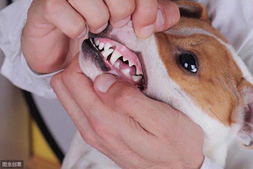 狗狗得了牙龈炎，是什么原因导致的？这5种方法很适用（狗得了牙龈炎怎么治疗好）