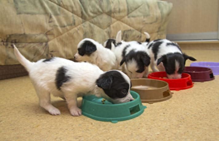 狗狗生长黄金时期，从1个月到1岁，究竟要怎么喂食才行？（狗狗一个月到六个月的生长变化）