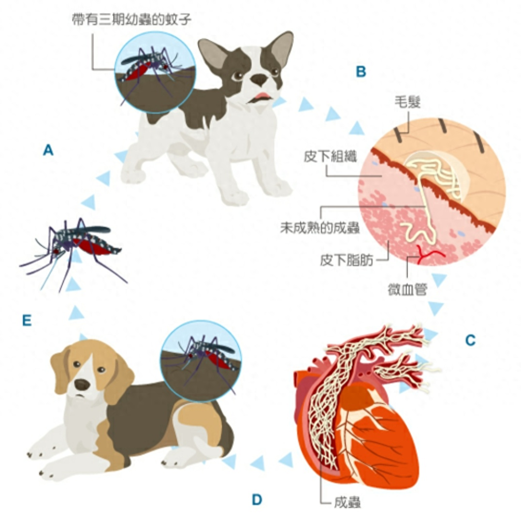 宠物医生整理出来，猫狗体内常见的6种寄生虫治疗方法和预防措施（宠物犬猫常见的体内寄生虫有）