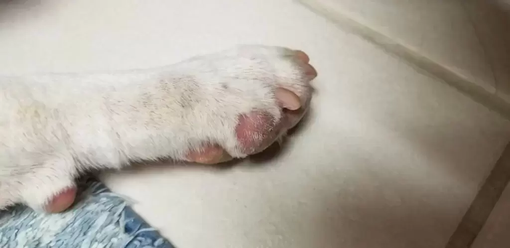 狗狗得了趾间炎?这里有一份管用的处方(狗狗的爪子缝里发红一直舔) 狗狗得了趾间炎?这里有一份管用的处方(狗狗的爪子缝里发红一直舔)