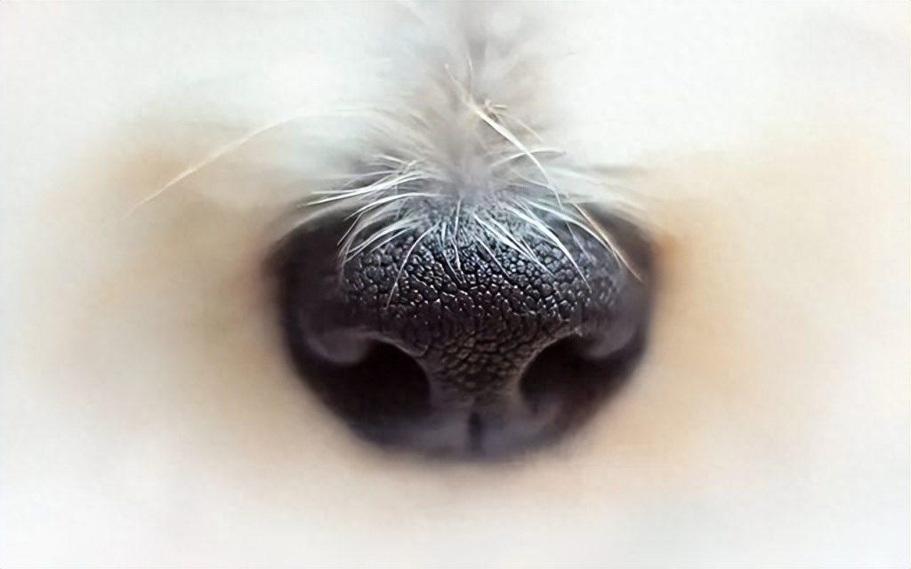 看狗鼻子能分辨健康？狗鼻子到底还藏着哪些秘密？（狗的鼻子怎么样是正常的）