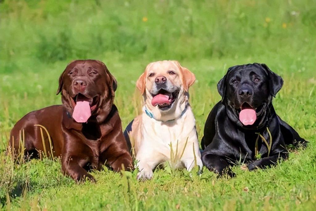 盘点常见的13种狗狗，你认识几种？（盘点常见的13种狗狗,你认为是什么）