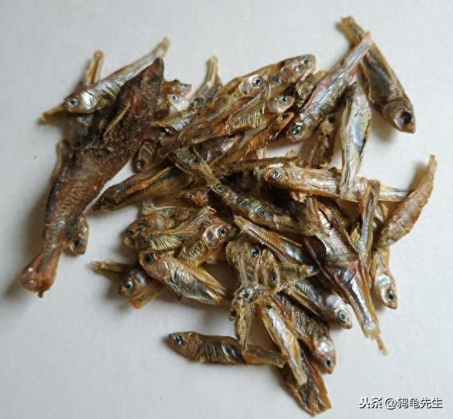 中华草龟太难养?草龟饲养不求人,选龟养龟全套方法技巧干货分享(中华草龟的饲养) 中华草龟太难养?草龟饲养不求人,选龟养龟全套方法技巧干货分享(中华草龟的饲养)