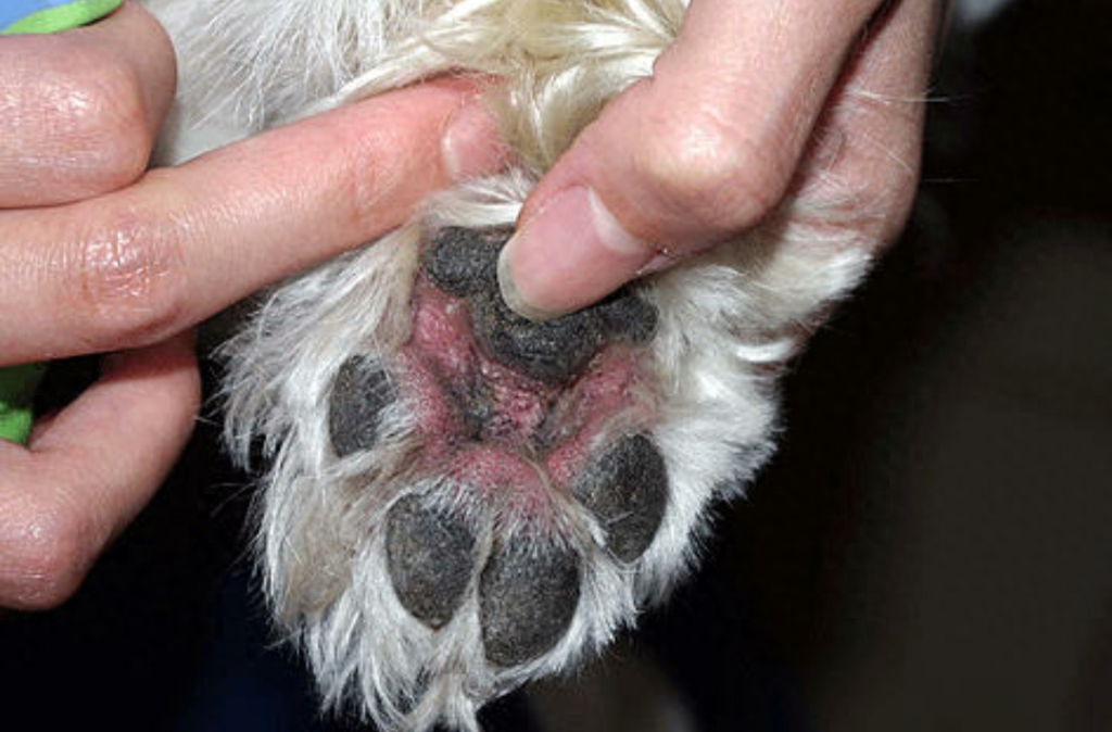 狗狗得了脚气一直按真菌治疗，一检查发现是由蠕形螨引起的（狗狗脚上真菌）