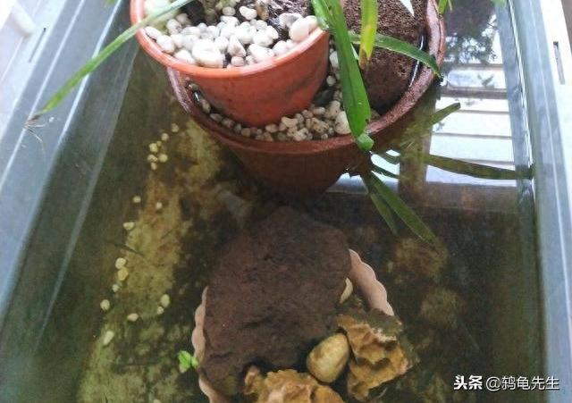 解决花龟腐皮腐甲很简单，掌握正确的换水方法就可以（花龟腐皮病会自愈吗）