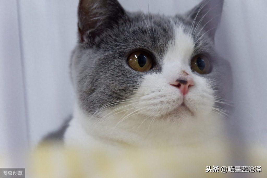 宠物医院检查都是坑?教你如何看懂检查不被坑(宠物医院检查一下要多少钱一次) 宠物医院检查都是坑?教你如何看懂检查不被坑(宠物医院检查一下要多少钱一次)