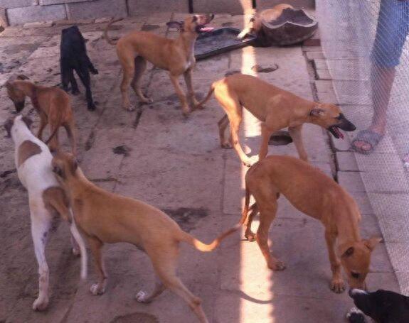 格力犬从多大开始训练呢？（格力犬几个月开始训练）