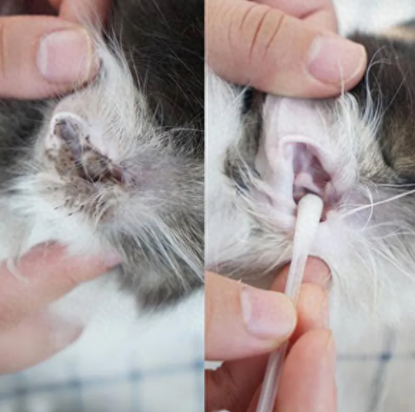 猫耳螨拖着不治,小心变成耳血肿(猫耳螨流血还能用药吗) 猫耳螨拖着不治,小心变成耳血肿(猫耳螨流血还能用药吗)