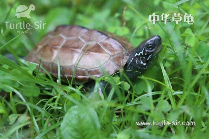 怎样养好一只草龟？带你了解乌龟的三大生活习性！（小草龟生活环境）