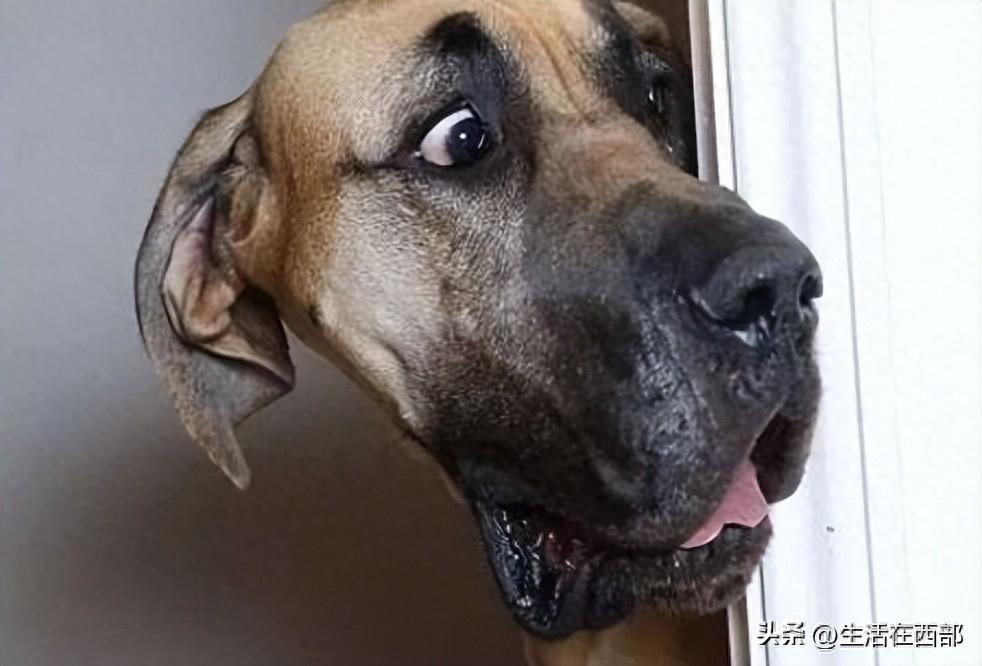 狗狗常见的7种应激反应,千万不要随便恐吓它们!(狗狗的应激反应有哪些) 狗狗常见的7种应激反应,千万不要随便恐吓它们!(狗狗的应激反应有哪些)