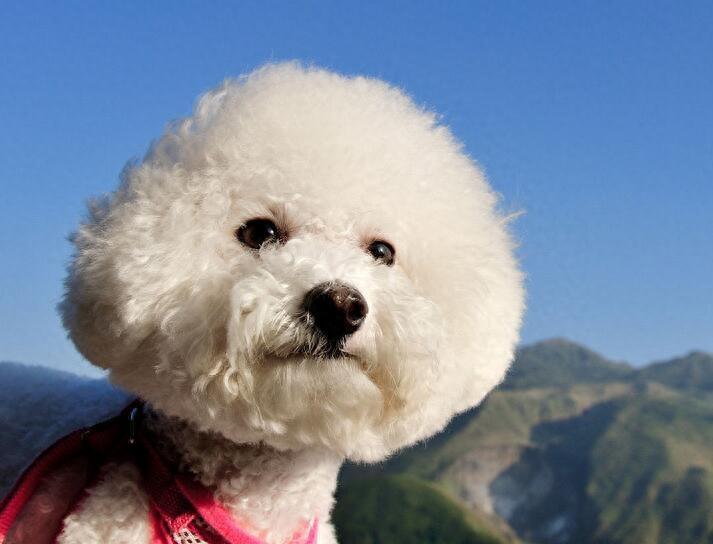 比熊犬体臭严重怎么办?教你5个办法,解决体臭味(比熊很臭什么原因) 比熊犬体臭严重怎么办?教你5个办法,解决体臭味(比熊很臭什么原因)