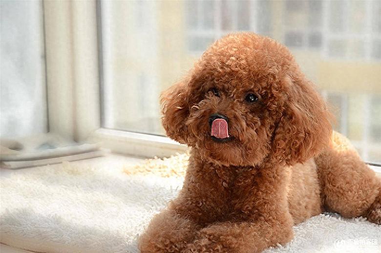 泰迪犬纯不纯,看这5点就知道,串串装不出来(泰迪狗纯不纯怎么分辨) 泰迪犬纯不纯,看这5点就知道,串串装不出来(泰迪狗纯不纯怎么分辨)