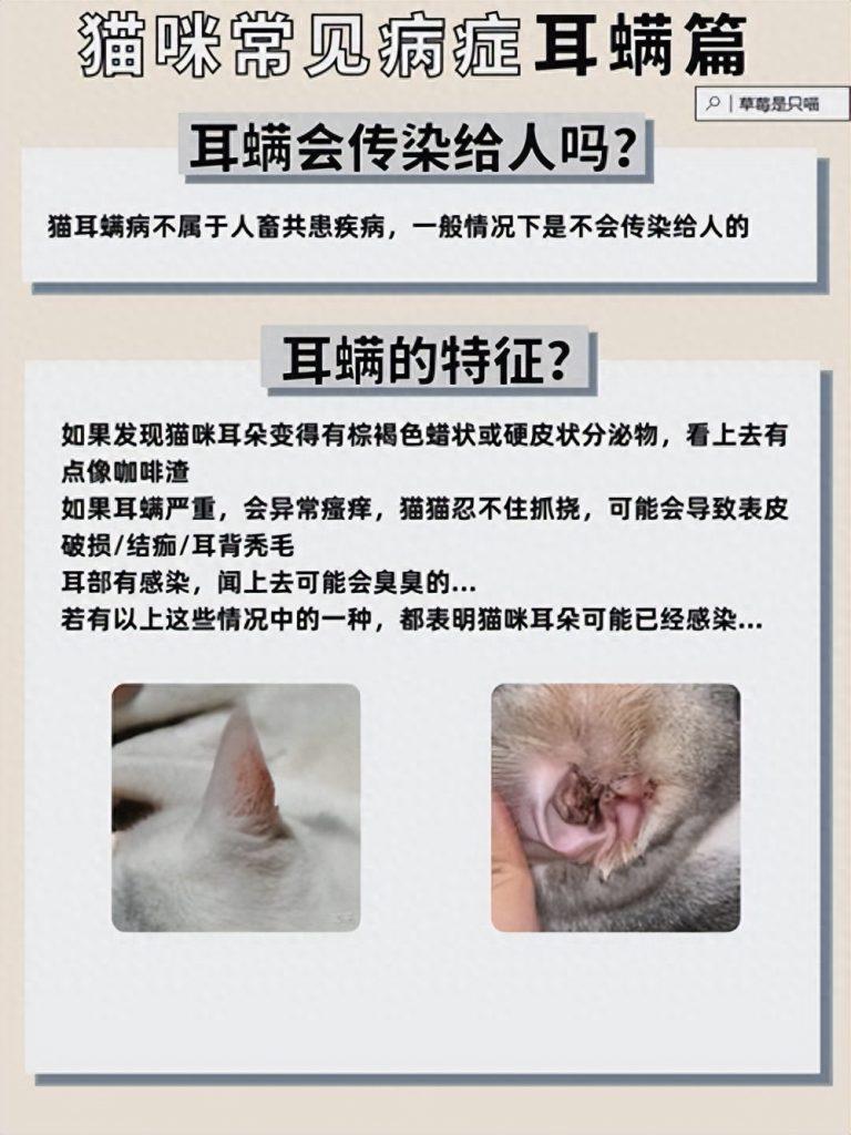 猫咪滴耳液的正确使用方法：get两个步骤让猫咪远离耳螨（猫咪滴耳液是滴耳朵里面还是滴耳朵中间好）