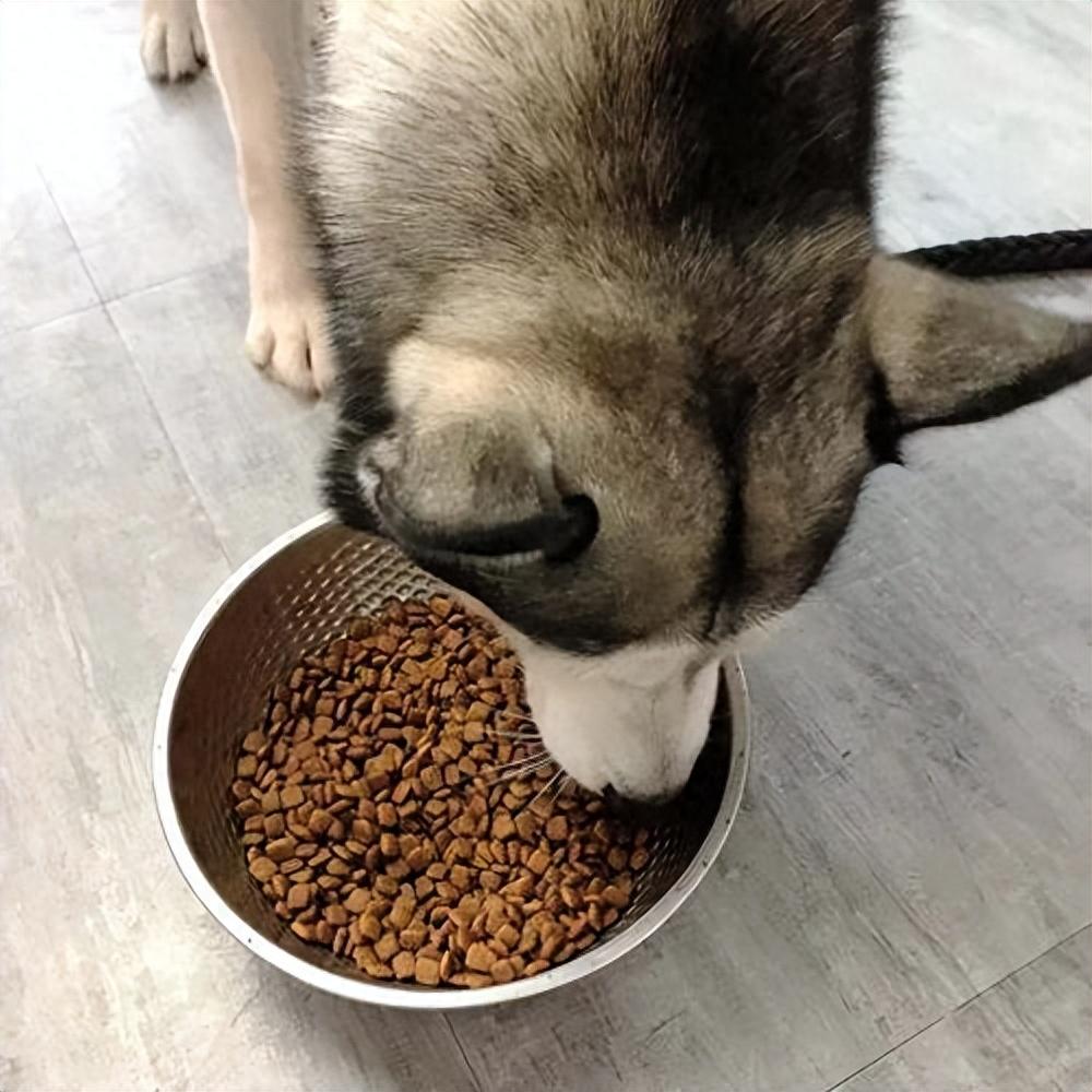 这7种食物,对于狗狗来说是“人间美味”,你还不知道吗?(狗狗的食谱大全及图片) 这7种食物,对于狗狗来说是“人间美味”,你还不知道吗?(狗狗的食谱大全及图片)