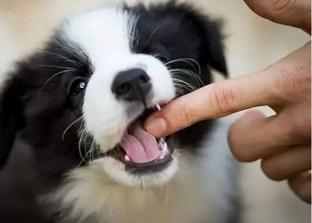狗狗的沟通方式：为何它们会用嘴轻轻咬你?（狗狗喜欢用嘴）