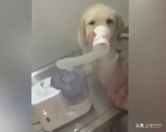 狗狗咳嗽做雾化治疗,乖乖吸气,网友大赞太乖(狗狗咳喘可以用雾化治疗吗?) 狗狗咳嗽做雾化治疗,乖乖吸气,网友大赞太乖(狗狗咳喘可以用雾化治疗吗?)