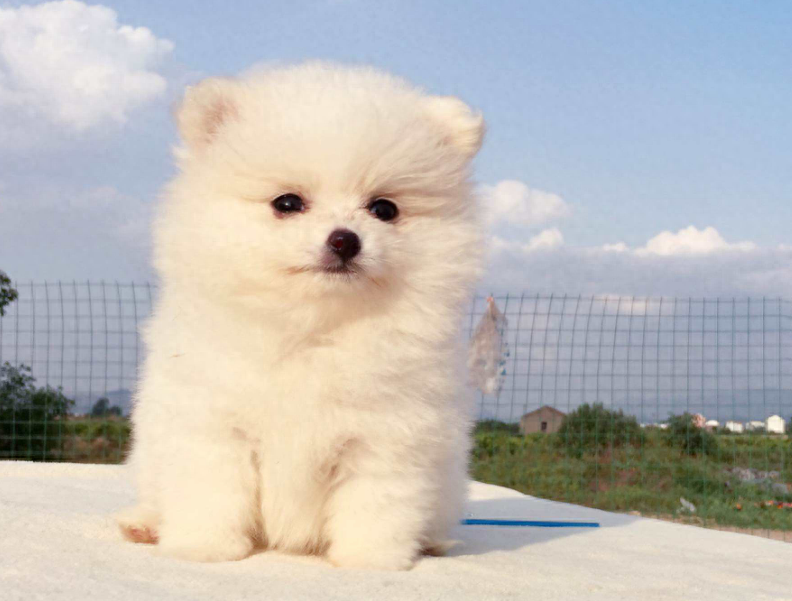 正确的博美幼犬喂养方式，只要煮好这些方面，就能让它更加健康（博美幼犬怎么喂狗粮）