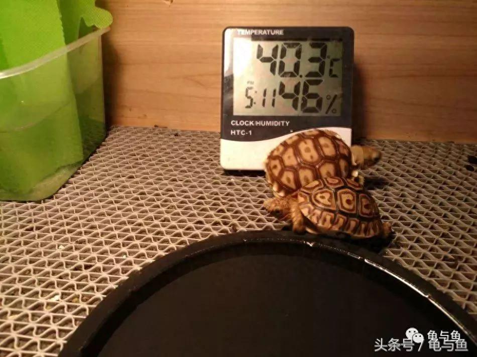 陆龟饲养快速入门攻略(陆龟怎么养吃什么食物好) 陆龟饲养快速入门攻略(陆龟怎么养吃什么食物好)