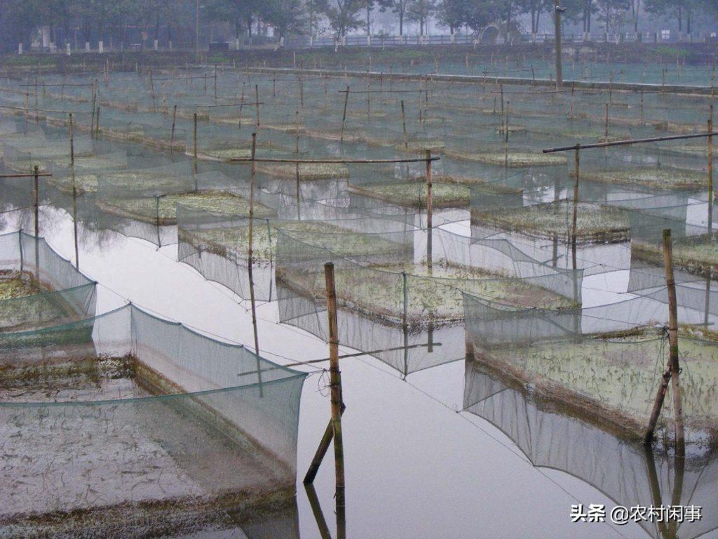 青蛙养殖关键在于水质管理、环境建造和喂食方法，这三者缺一不可