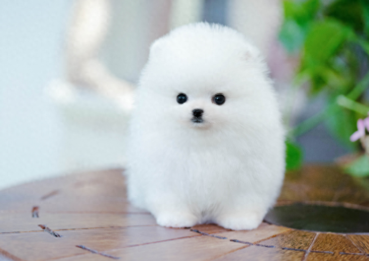 正确的博美幼犬喂养方式，只要煮好这些方面，就能让它更加健康（博美幼犬怎么喂狗粮）