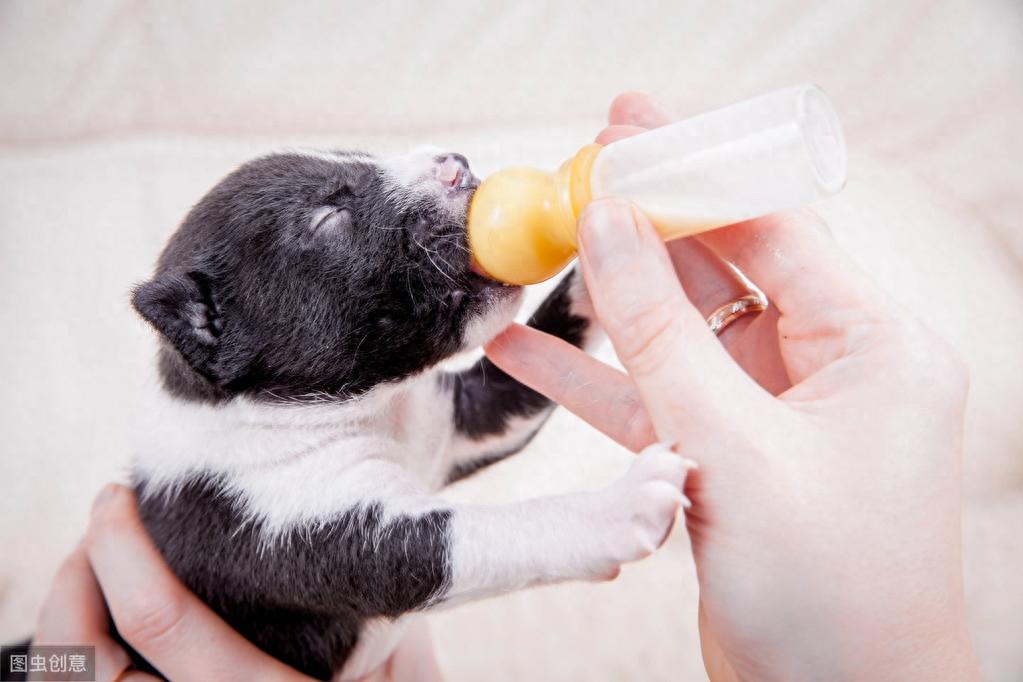 如何正确给狗狗喂食羊奶粉？掌握这几个小窍门（狗狗如何吃羊奶粉）