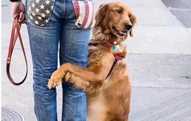 狗狗“抱大腿”，有6种含义，很多人还不知道（狗抱大腿怎么解决）