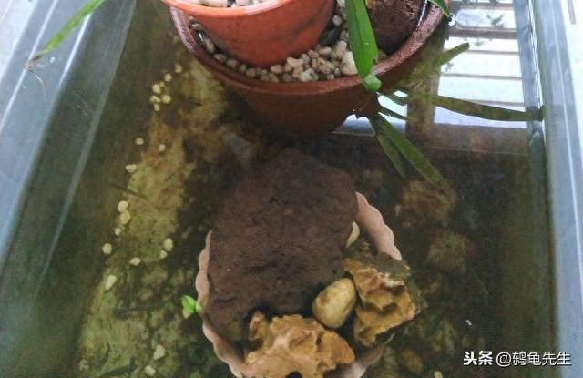 解决花龟腐皮腐甲很简单，掌握正确的换水方法就可以（花龟腐皮病会自愈吗）