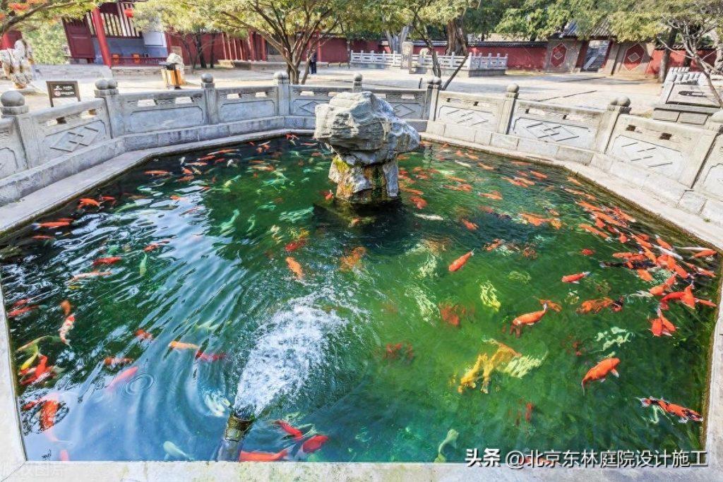 锦鲤鱼品种繁多我们怎么选择?(锦鲤常见品种饲养与现状论文) 锦鲤鱼品种繁多我们怎么选择?(锦鲤常见品种饲养与现状论文)