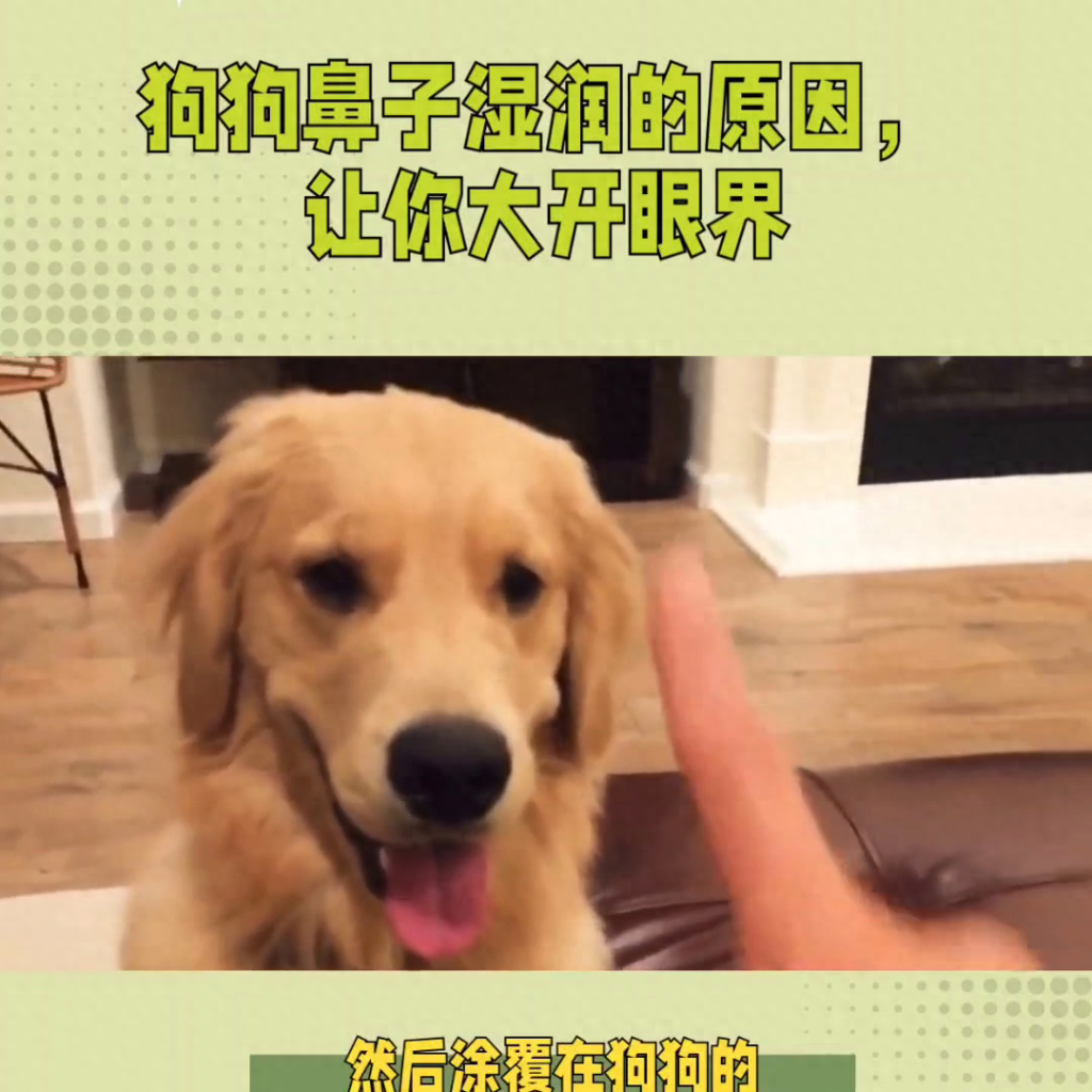 狗狗鼻子湿润的原因,让你大开眼界!(狗狗鼻子湿润的原因,让你大开眼界了) 狗狗鼻子湿润的原因,让你大开眼界!(狗狗鼻子湿润的原因,让你大开眼界了)