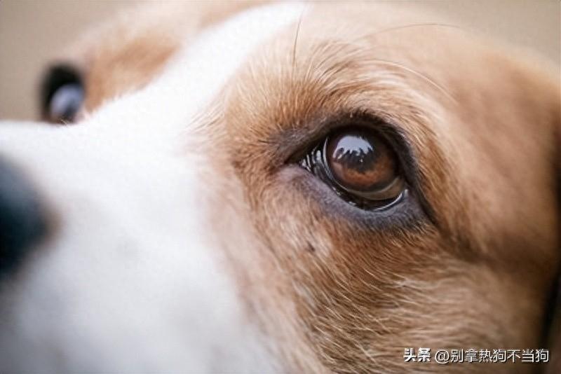 狗眼中的世界是什么样的？ 它们的 “眼睛 “与人类的不同之处。（狗眼里的世界是什么颜色）