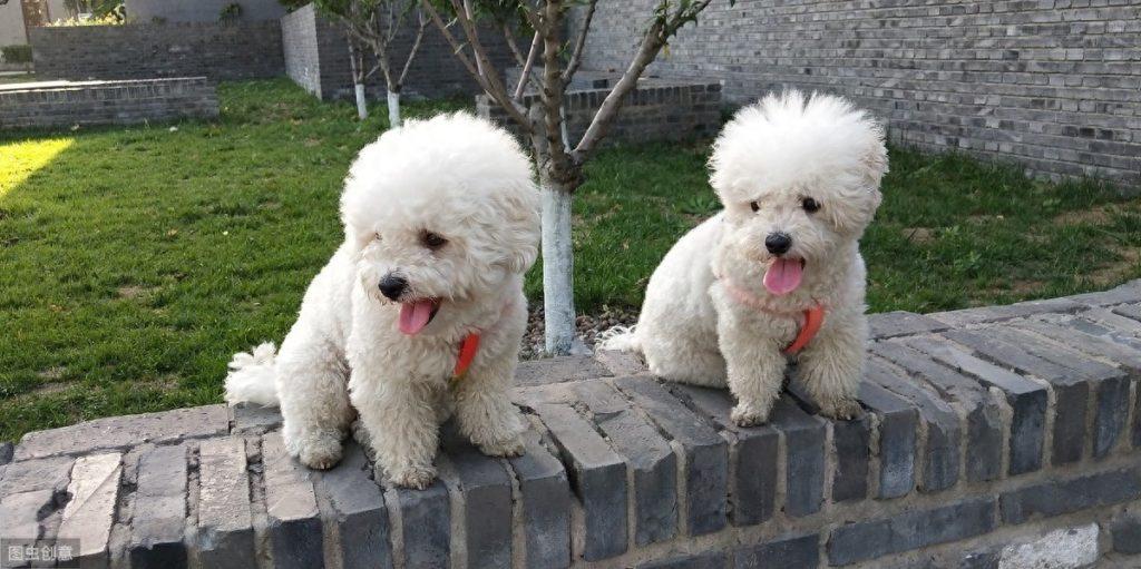 比熊养公的还是母的好?看完这5点,你就明白了(比熊犬养公的好还是母的好?) 比熊养公的还是母的好?看完这5点,你就明白了(比熊犬养公的好还是母的好?)